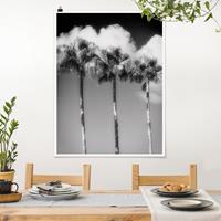 Klebefieber Poster Palmen vor Himmel Schwarz-Weiß