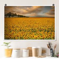 Klebefieber Poster Feld mit Sonnenblumen