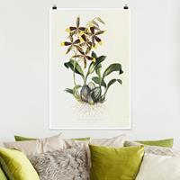 Klebefieber Poster Maxim Gauci - Orchidee II