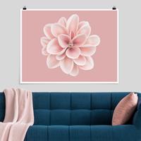 Klebefieber Poster Fotografie Dahlie Rosa Blush Blume Zentriert