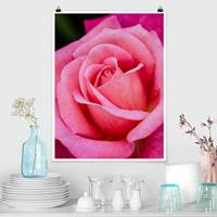 Klebefieber Poster Pinke Rosenblüte vor Grün