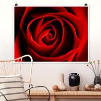 Klebefieber Poster Liebliche Rose