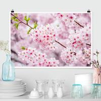 Klebefieber Poster Japanische Kirschblüten