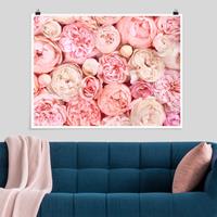 Klebefieber Poster Rosen Rosé Koralle Shabby