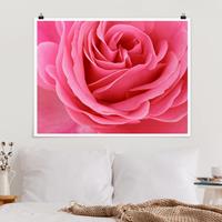 Klebefieber Poster Lustful Pink Rose