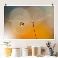 Klebefieber Poster Pusteblume in Orange