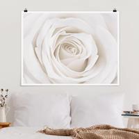 Klebefieber Poster Pretty White Rose