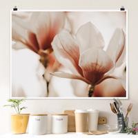 Klebefieber Poster Zarte Magnolienblüten im Lichtspiel