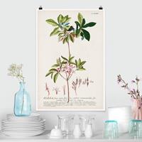 Klebefieber Poster Vintage Botanik Illustration Azalee