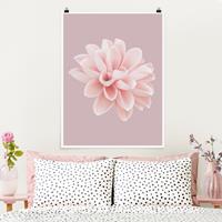 Klebefieber Poster Fotografie Dahlie Blume Lavendel Rosa Weiß