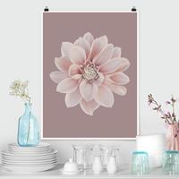 Klebefieber Poster Fotografie Dahlie Blume Lavendel Weiß Rosa