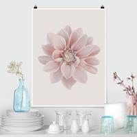 Klebefieber Poster Fotografie Dahlie Blume Pastell Weiß Rosa