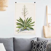 Klebefieber Poster Vintage Botanik Illustration Yucca