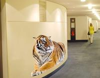 Klebefieber Wandtattoo Tiere No.95 Tiger Tigris