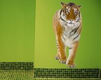 Klebefieber Wandtattoo Tiere No.127 Bengalischer Tiger