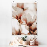 Klebefieber Poster Zarte Magnolienblüten im Lichtspiel