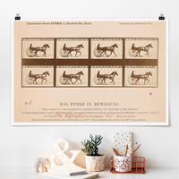 Klebefieber Poster Eadweard Muybridge - Das Pferd in Bewegung