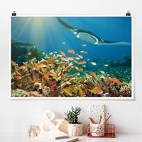 Klebefieber Poster Korallenriff