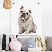 Bilderwelten Poster Tiere - Quadrat Skeptische Bulldogge