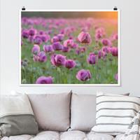 Klebefieber Poster Violette Schlafmohn Blumenwiese im Frühling