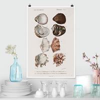 Klebefieber Poster Vintage Lehrtafel Acht Muscheln Rose Creme