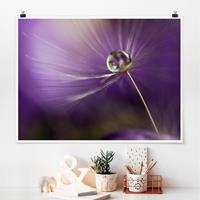 Klebefieber Poster Pusteblume in Violett