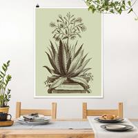 Klebefieber Poster Vintage Aloe Serrata