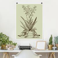 Klebefieber Poster Vintage Aloe Vera Costa Spinosa