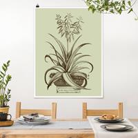 Klebefieber Poster Vintage Aloe Vera Vulgaris