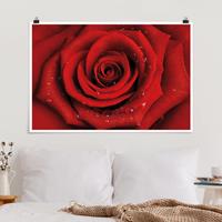 Klebefieber Poster Rote Rose mit Wassertropfen