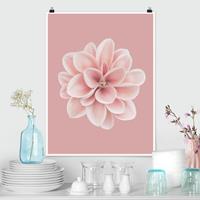 Klebefieber Poster Fotografie Dahlie Rosa Blush Blume Zentriert