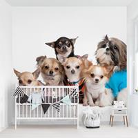 Bilderwelten Fototapete Fünf Chihuahuas und ein Shi