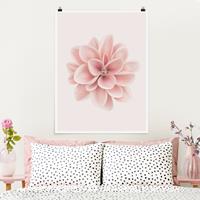 Klebefieber Poster Fotografie Dahlie Rosa Pastell Blume Zentriert