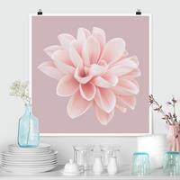 Klebefieber Poster Fotografie Dahlie Blume Lavendel Rosa Weiß