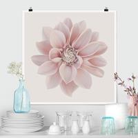 Klebefieber Poster Fotografie Dahlie Blume Pastell Weiß Rosa