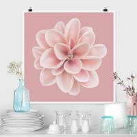 Klebefieber Poster Fotografie Dahlie Rosa Blush Blume Zentriert