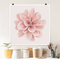 Klebefieber Poster Fotografie Dahlie Rosa Pastell Blume Zentriert