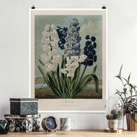 Klebefieber Poster Botanik Vintage Illustration Blaue und weiße Hyazinthen