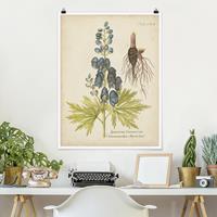 Klebefieber Poster Vintage Botanik in Blau Sturmhut