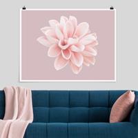 Klebefieber Poster Fotografie Dahlie Blume Lavendel Rosa Weiß