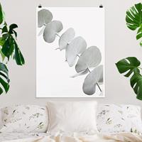 Klebefieber Poster Eukalyptuszweig im Weißen Licht