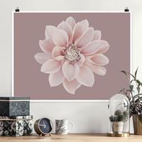 Klebefieber Poster Fotografie Dahlie Blume Lavendel Weiß Rosa