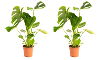 Flower-up Gatenplant - Monstera Deliciosa - Large - 65 - 75Cm - 2 Stuks