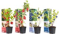 Flower-up Vitamine planten mix - 4 stuks ( 1x Goji Bes, Honing Bes, Blauwe Bes&Granaatappel)
