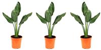 Flower-up Exotische paradijsvogelplant - Strelitzia reginae - 3 Stuks - 25 -38 Cm - Voor Binnen en Buiten