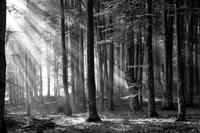 Papermoon Fototapete »Wald Schwarz & Weiß«, samtig, Vliestapete, hochwertiger Digitaldruck, inklusive Kleister