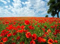 Papermoon Fotobehang Red Poppy Field