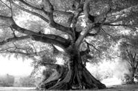 Papermoon Fototapete »Baum Schwarz & Weiß«, samtig, Vliestapete, hochwertiger Digitaldruck, inklusive Kleister