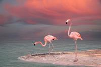 Papermoon Fototapete »Flamingo«, samtig, Vliestapete, hochwertiger Digitaldruck, inklusive Kleister