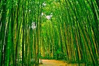 Papermoon Fototapete »Bamboo Forest«, glatt